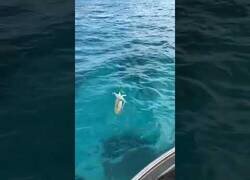 Enlace a El peligro de pescar calamares