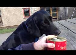 Enlace a Perros prueban Surstromming, el alimento más pestilente del mundo