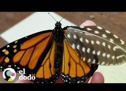 Enlace a Ayudando a una mariposa reparándole el ala