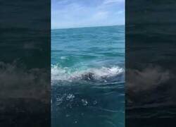 Enlace a Ballena junto a su cría se acercan a un bote