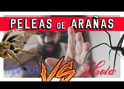 Enlace a ¿Sabías que en Asia organizan peleas de arañas?
