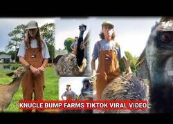 Enlace a Emmanuel, el avestruz que le gustaba chupar cámara