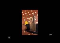 Enlace a Cuando usas el baño en Australia