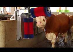 Enlace a ¿Sabías que existen los túneles de lavado para vacas?