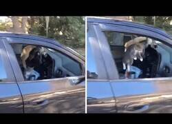 Enlace a Nunca metas varios gatos en un coche