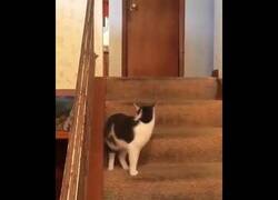 Enlace a Un gato activa el modo turbo de un perro