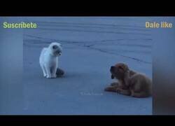 Enlace a Perro sigue a un gato y disimula para que no le descubra