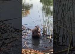 Enlace a Castor se da un relajante baño