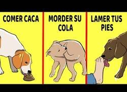 Enlace a Explicando comportamientos extraños de perros