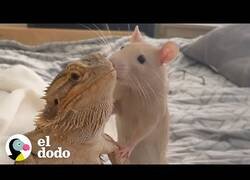 Enlace a El lagarto que iba con su dueña a todas partes