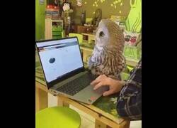 Enlace a Los búhos son los gatos del aire