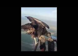 Enlace a Un buitre negro se posa sobre los pies de un paracaidista