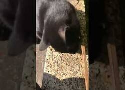 Enlace a Un gato ayuda a sacar unas llaves que habían caído en un agujero