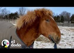 Enlace a Así es cuidar de un pequeño caballo ciego