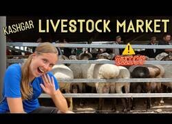 Enlace a Visitando ovejas con el culo gigante