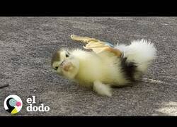 Enlace a Así es cuidar de un pequeño patito bebé