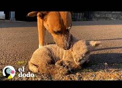 Enlace a Un perro y un cordero son mejores amigos
