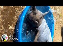 Enlace a Dándole una nueva vida a un cerdo de laboratorio