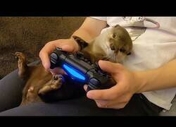Enlace a Jugando videojuegos con una nutria