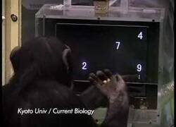 Enlace a ¿Eres más listo que un chimpancé?