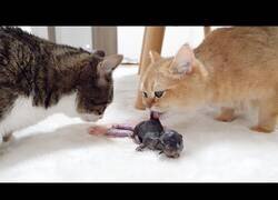 Enlace a La evolución de un gatito creciendo de 0 a 30 días