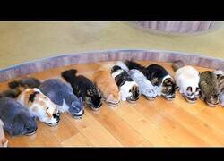 Enlace a Visitando un Cat Café en Japón