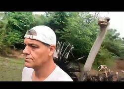 Enlace a Frank Cuesta es atropellado por un avestruz