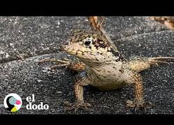 Enlace a La mujer que tenía un 'mini Parque Jurásico' en su patio trasero