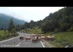 Enlace a Pastora es atacada brutalmente por una de sus ovejas