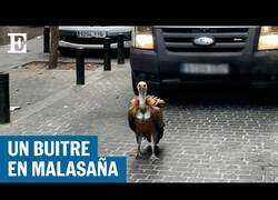 Enlace a Un buitre aparece en el barrio madrileño de Malasaña