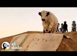 Enlace a La vaca que te acompaña allá donde vayas