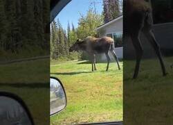 Enlace a Alce busca un aspersor para refrescarse del calor