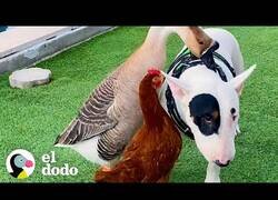 Enlace a El ganso que creía que un perro era su madre
