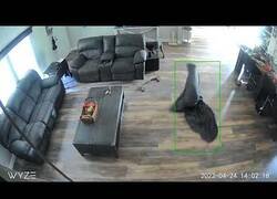 Enlace a Un perro se queda atrapado en una sábana