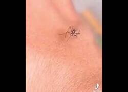 Enlace a El mosquito que no podía picar