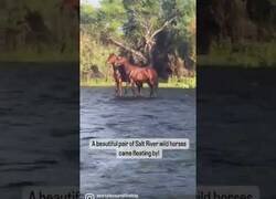 Enlace a Captan a dos caballos flotando sobre un río