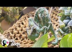 Enlace a Adoptando a un camaleón