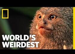 Enlace a El mono más pequeño del mundo