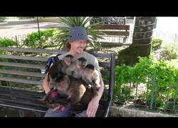 Enlace a Hombre con una cebolla atrae a varios monos