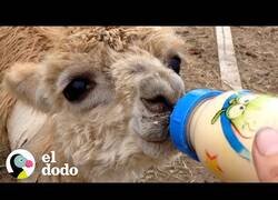 Enlace a Así es cuidar de una pequeña alpaca