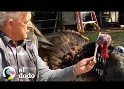 Enlace a El hombre que atraía a los pavos
