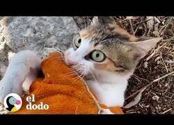 Enlace a Chico se pone guantes para luchar con un gato callejero