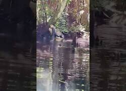 Enlace a Un cocodrilo se zampa uno más pequeño, como si nada