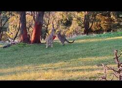 Enlace a Canguro enseña a su hijo a pelear con un saco de boxeo
