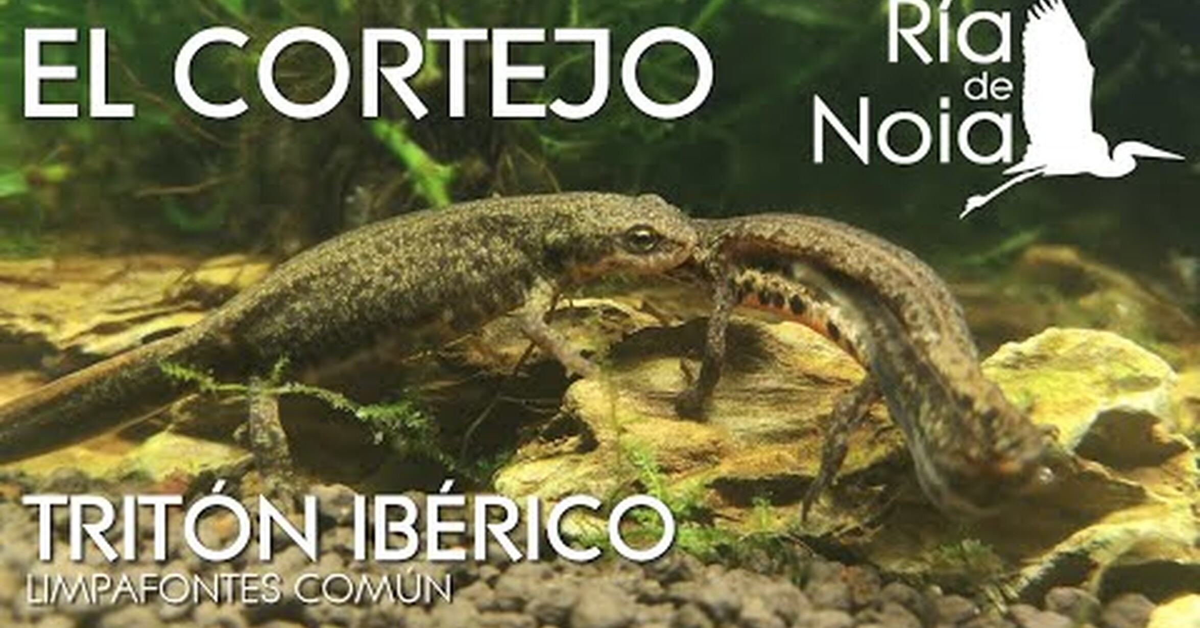 ¡No tengo tele! / Así ligan los tritones ibéricos