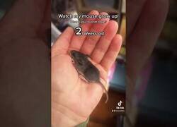 Enlace a Así es como crece un ratoncillo poco a poco