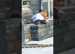 Enlace a Nutrias despiertan de la siesta a un orangután