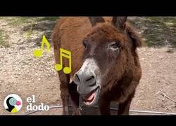 Enlace a Así es vivir con un burro que canta