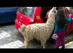 Enlace a Una llama se sube a un taxi en Cusco, Perú