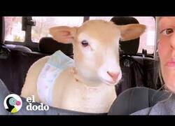 Enlace a Cuando te llevas a tu corderito al trabajo